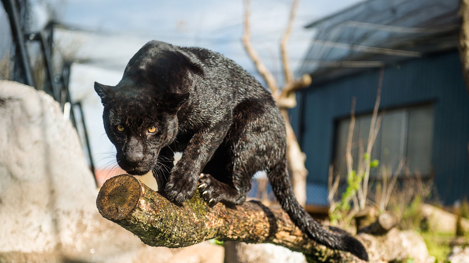 Kom i Randers Regnskov med rabat